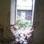 3 заброшенных дома на Урицкого: фото №50106