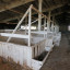 Животноводческое хозяйство «Ладога» в Хапо-Ое: фото №590893