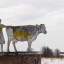 Ивакинский молочно–товарный комплекс: фото №239932
