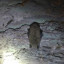 Танечкина пещера (Староладожская-2 или Макароны): фото №626323