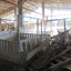 Животноводческое хозяйство «Ладога» в Хапо-Ое: фото №590891