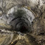 Технологический тоннель ИнгурГЭС: фото №599170