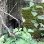 Небольшой бункер в лесу: фото №686018