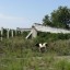 Молочная ферма в Шпаковском: фото №29095