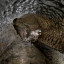 пещера Студенческая: фото №751602