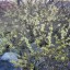 Искитимский мраморный карьер: фото №521055