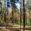 Пионерский лагерь в сосновом лесу: фото №104379