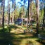 Пионерский лагерь в сосновом лесу: фото №104382